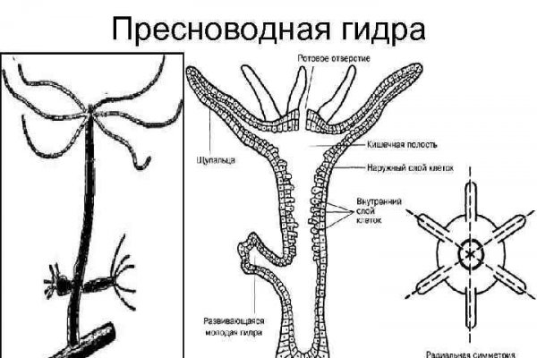 Кракен ат вход